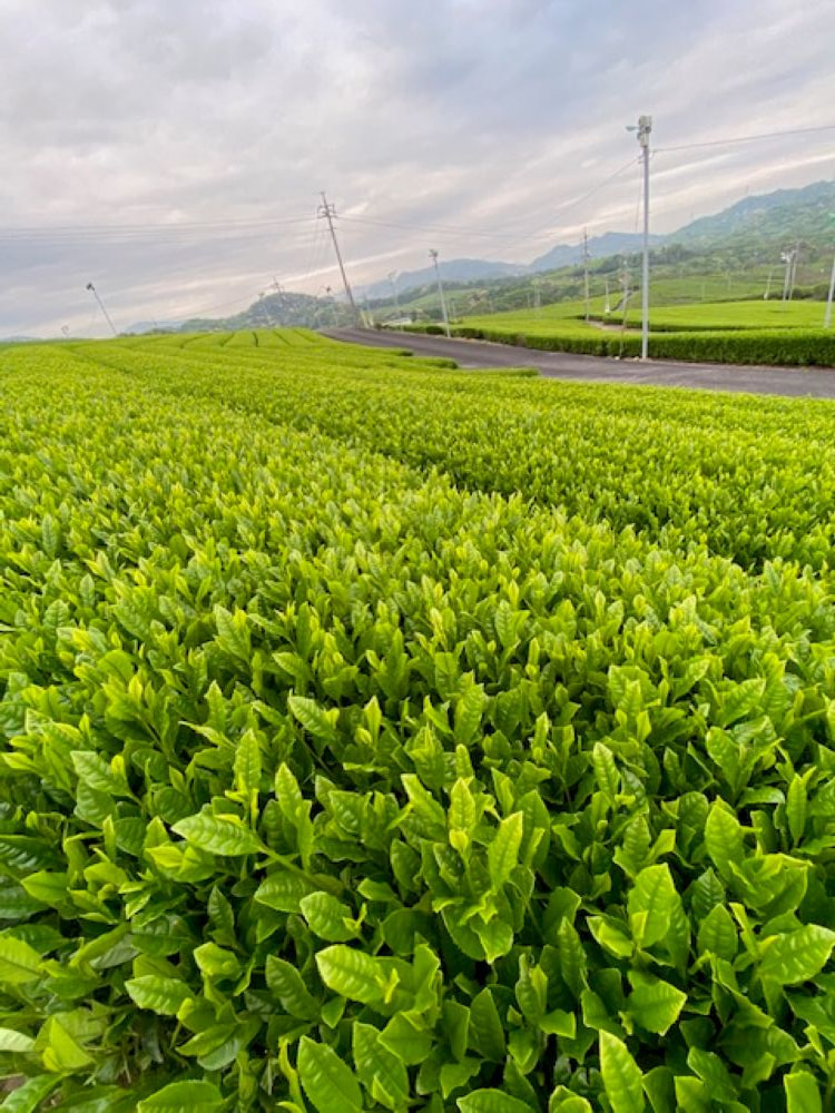 小野茶®　㈱山口茶業
