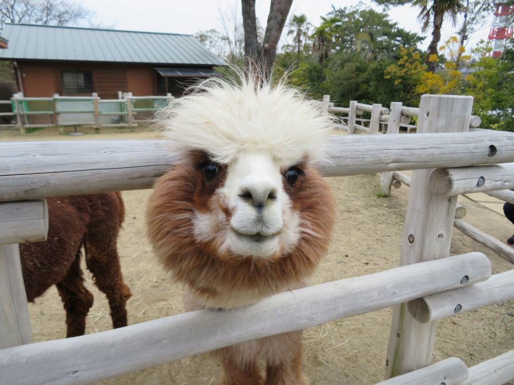 ときわ動物園リニューアル10周年記念 「動物園・植物館 無料開放」
