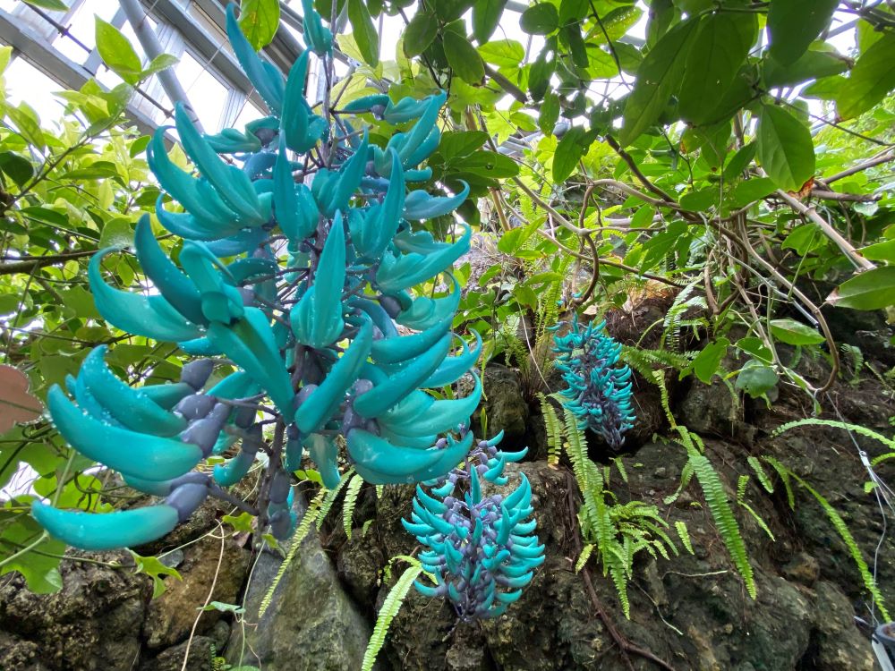 ヒスイカズラまつり