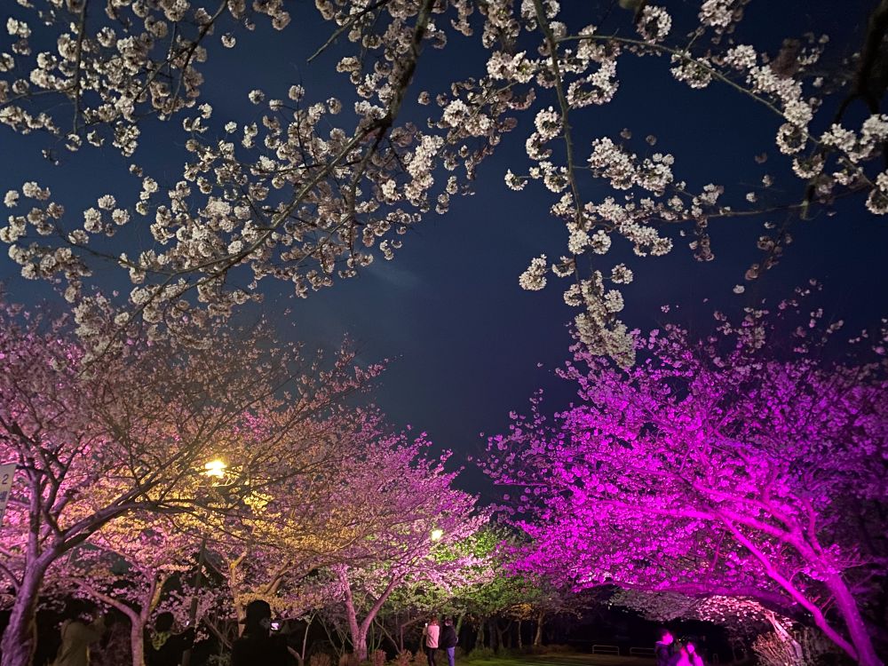 夜桜ライトアップ ~ときわ公園~