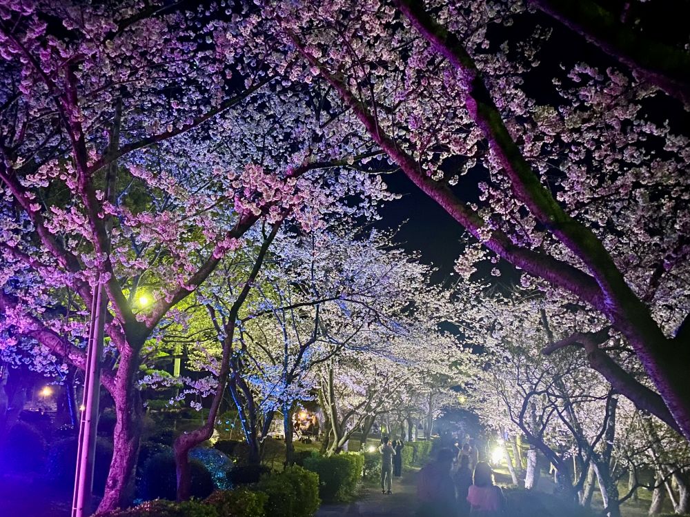 夜桜ライトアップ ~ときわ公園~