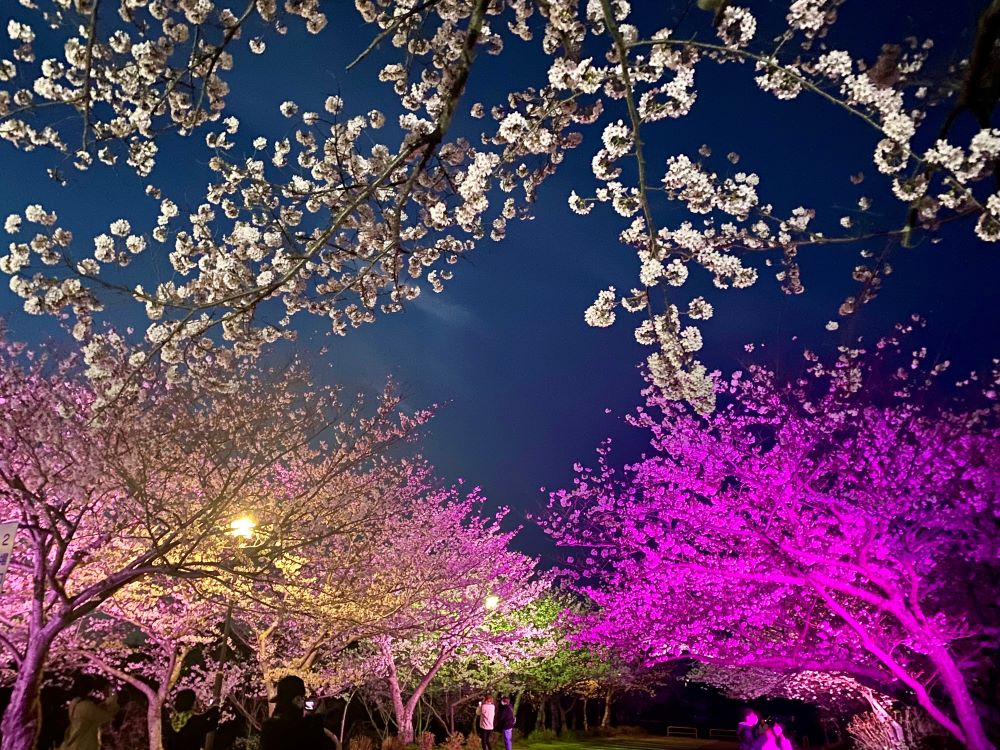 ときわ公園 夜桜ライトアップ｜イベント｜一般社団法人宇部観光 