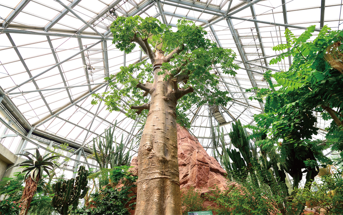 ときわ公園 ときわミュージアム世界を旅する植物館（ときわ公園）｜観る・遊ぶ