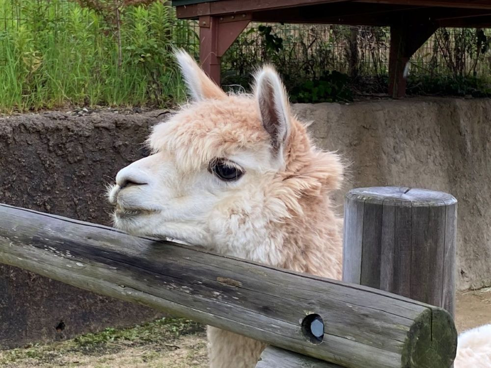 終了 多々良園長とめぐる「ときわ動物園」の外観